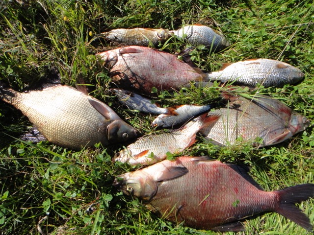 Золотые караси русфишинг - отзывы рыбаков о лучшей рыболовной приманке